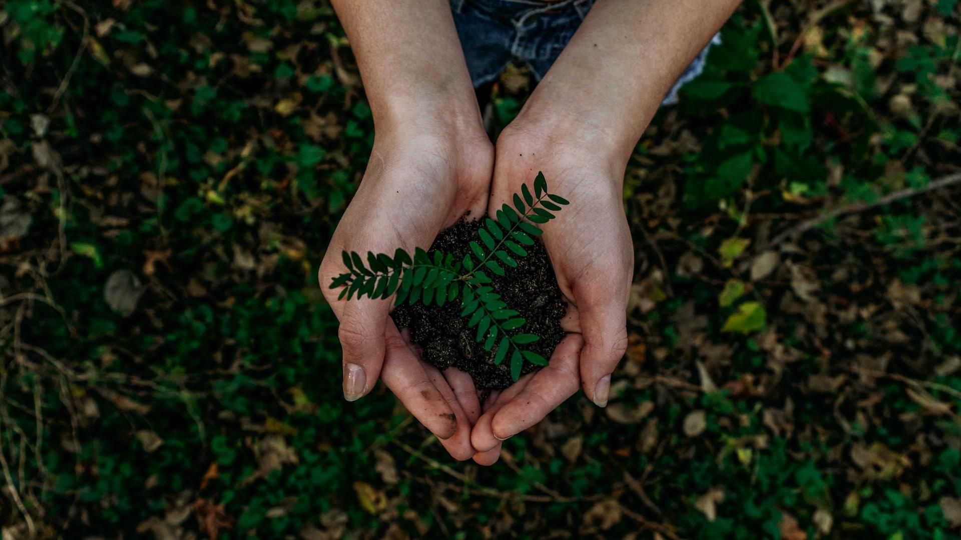 green plant